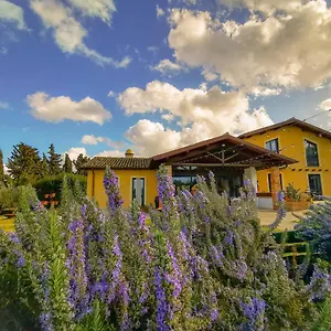 Erba Regina Frascati